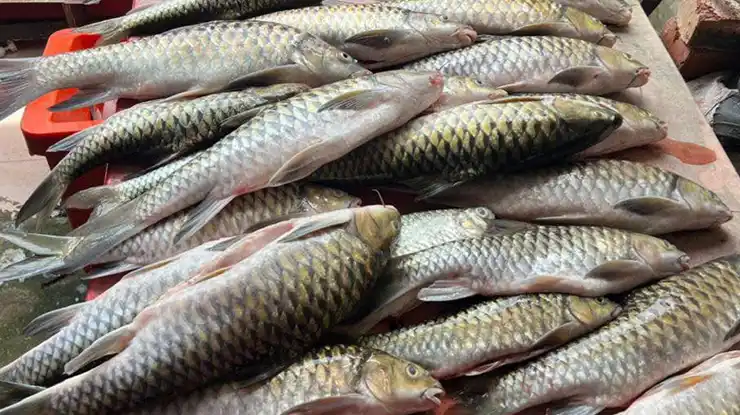 Harga Ikan Semah