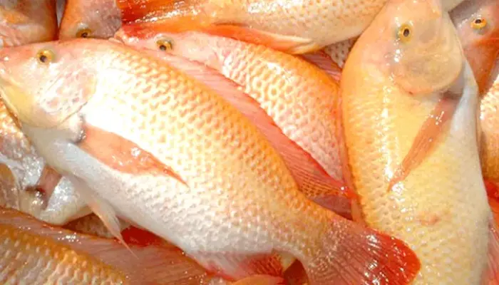 Harga Ikan Talapia Sekilo Hari Ini di Malaysia 2026