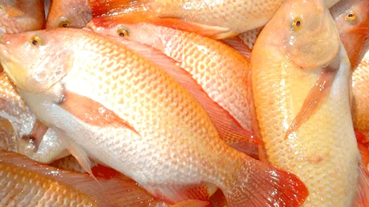 Harga Ikan Talapia Sekilo