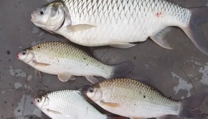 Harga Ikan Tenggalan Terkini di Malaysia 2026