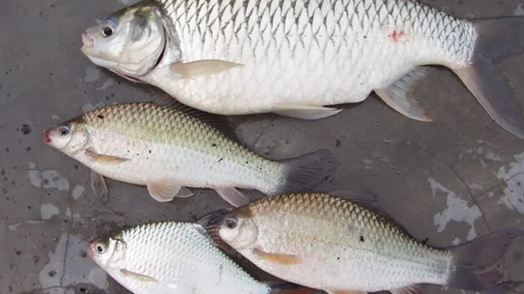 Harga Ikan Tenggalan