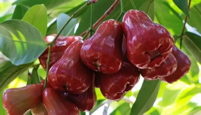 Harga Jambu Madu 1 Kg Terkini di Malaysia 2026