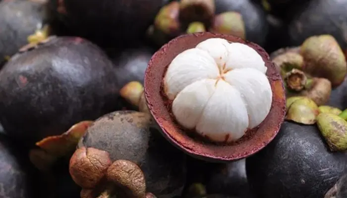 Harga Manggis Sekilo Terkini di Malaysia 2026