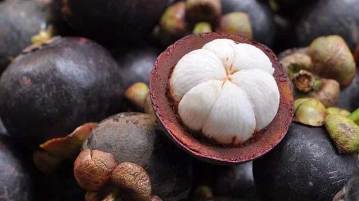 Harga Manggis Sekilo