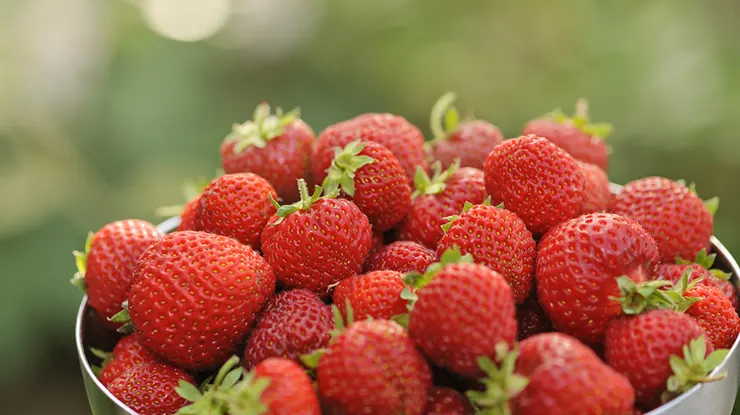 Harga Strawberry Sekilo