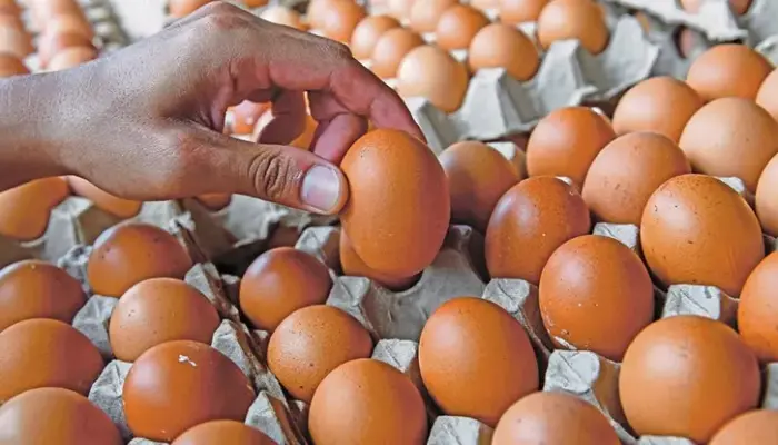 Harga Telur Gred A Terkini di Pasaran 2026