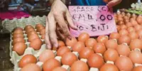 Harga Telur Gred C Terkini di Malaysia 2026