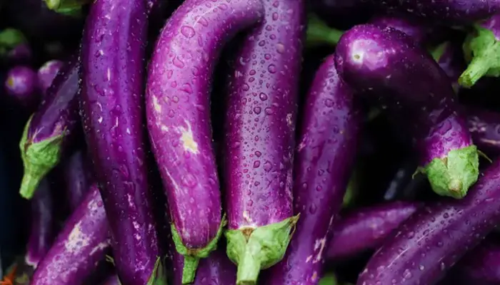 Harga Terung Sekilo Terkini di Malaysia 2026