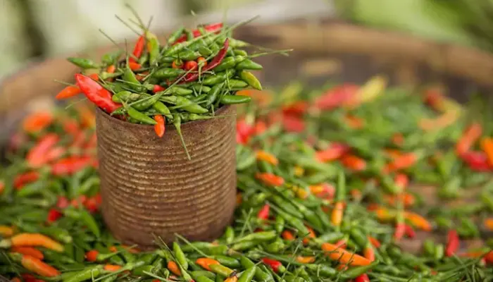 4 Jenis Cili Permintaan Tinggi di Malaysia