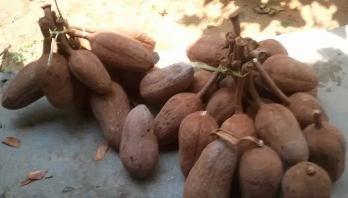 10 Keburukan Buah Tunjuk Langit dan Cara Mengurangkan