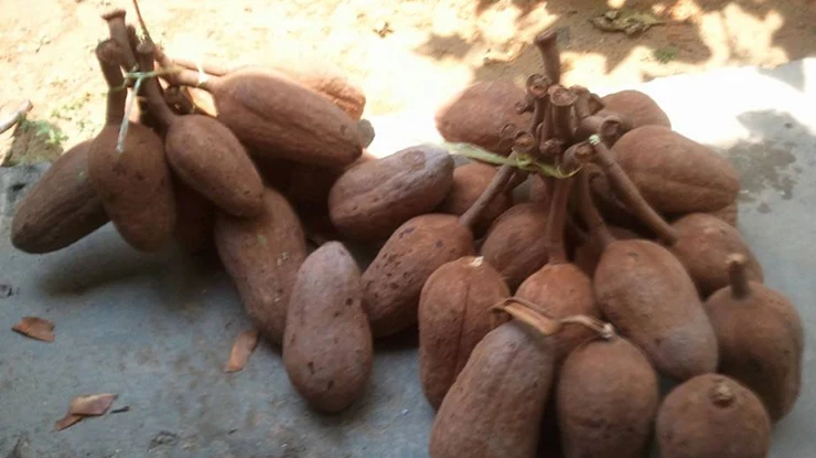 Keburukan Buah Tunjuk Langit