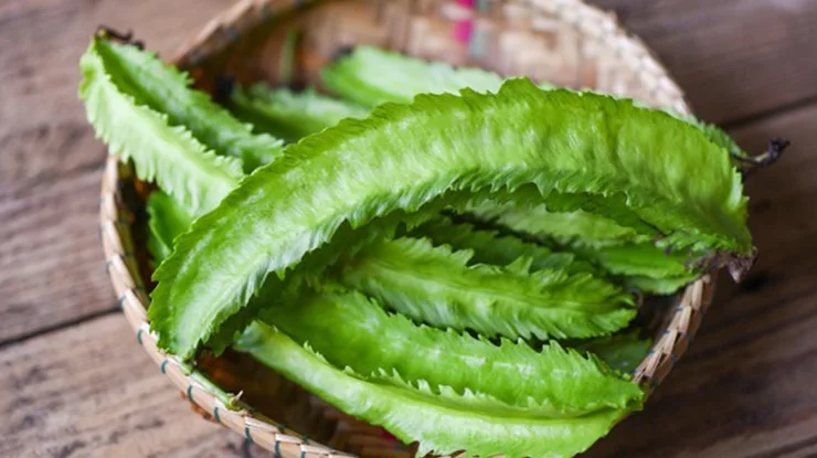 Keburukan Kacang Botol