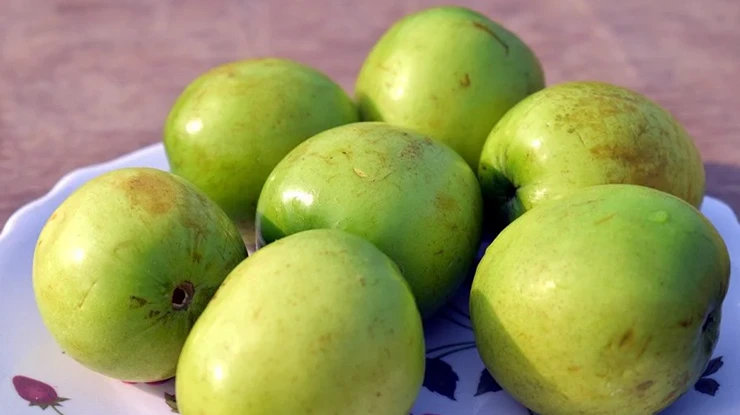 Khasiat Buah Bidara