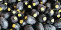 14 Khasiat Buah Dabai dan Kandungan Nutrisi