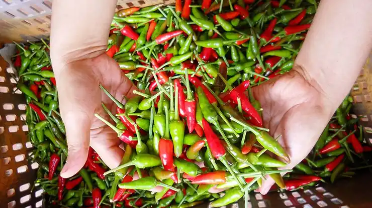 Khasiat Cili Padi
