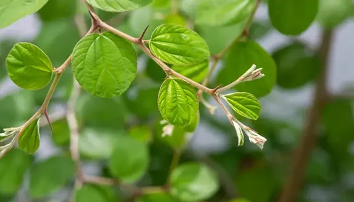 15 Khasiat Daun Bidara untuk Kesihatan Badan