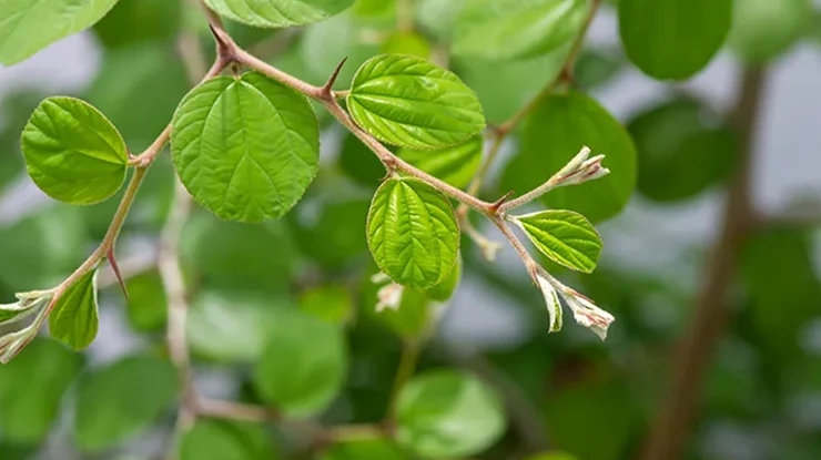 Khasiat Daun Bidara