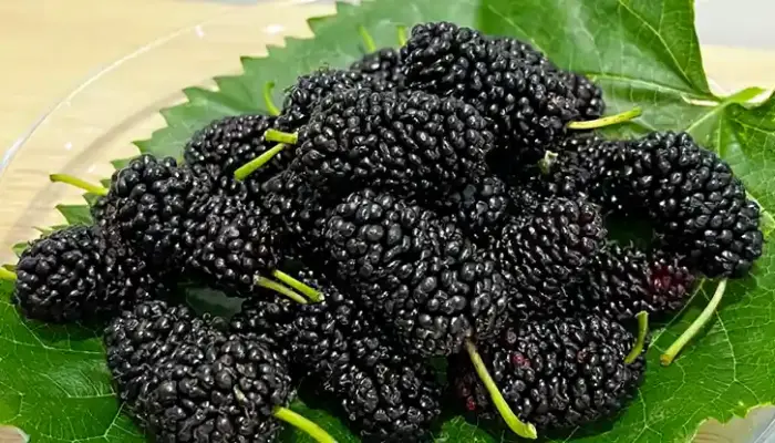 17 Senarai Khasiat Mulberry dan Nutrisi