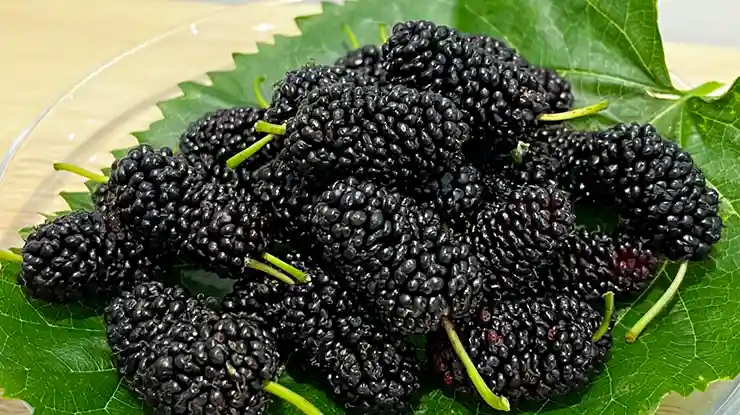 Khasiat Mulberry
