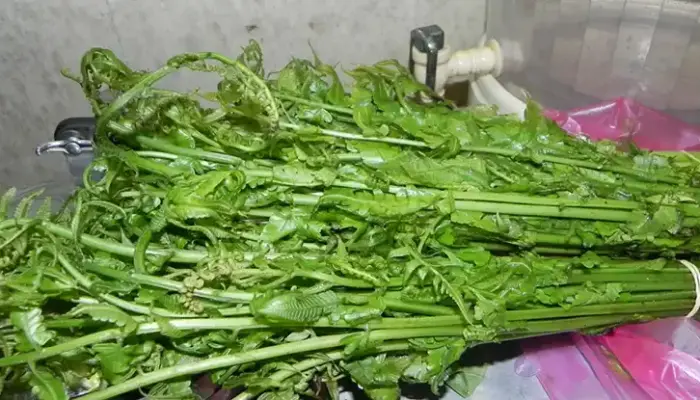 12 Senarai Khasiat Pucuk Paku dan Nutrisi