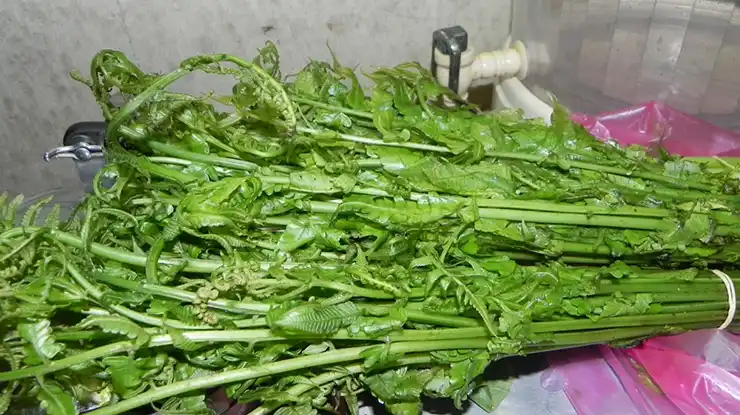 Khasiat Pucuk Paku