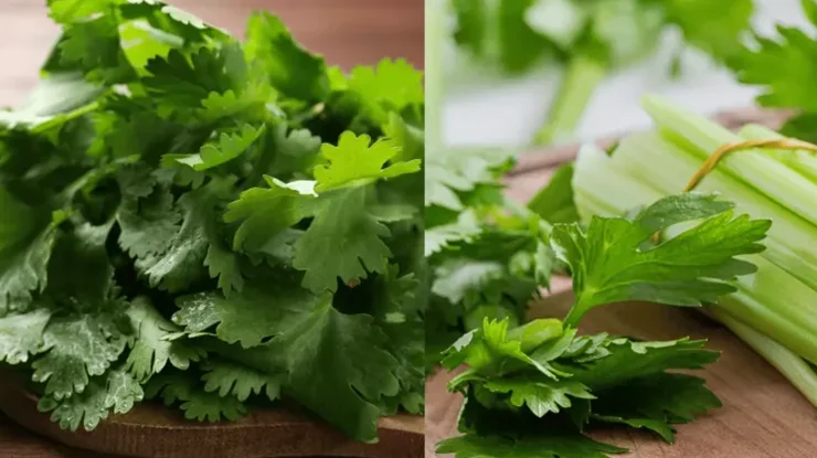 Beza Daun Sup dan Daun Ketumbar