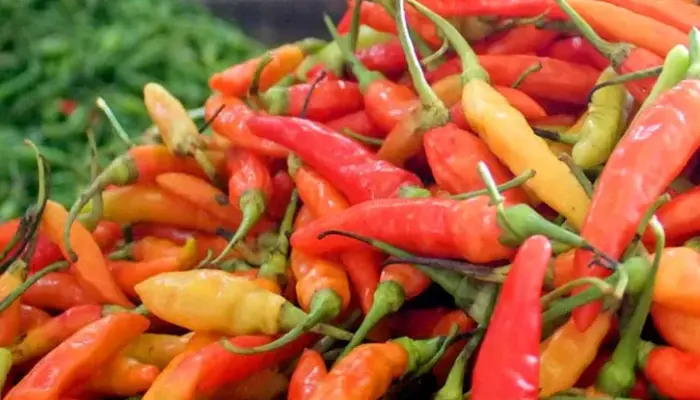 Harga Cili Bara Sekilo Hari Ini di Malaysia 2026