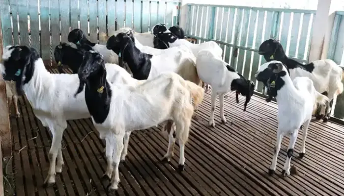 Harga Kambing Aqiqah 2026: Mentah & Siap Masak