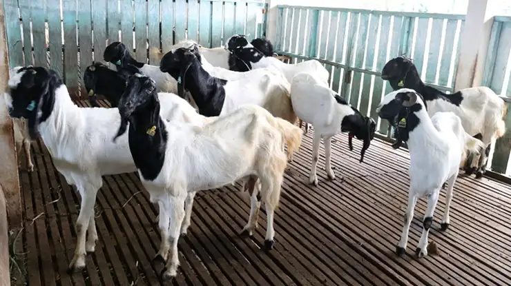 Harga Kambing Aqiqah