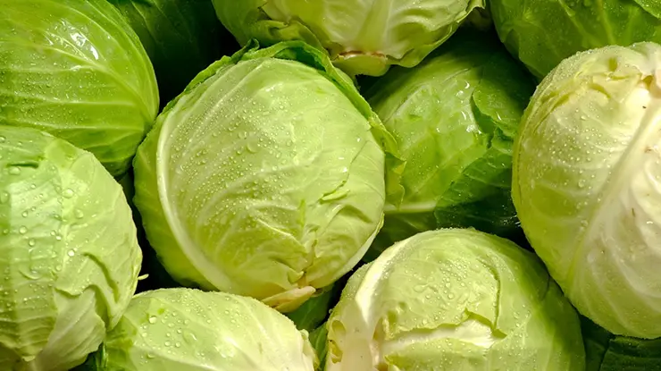 Harga Kubis 1 Kg