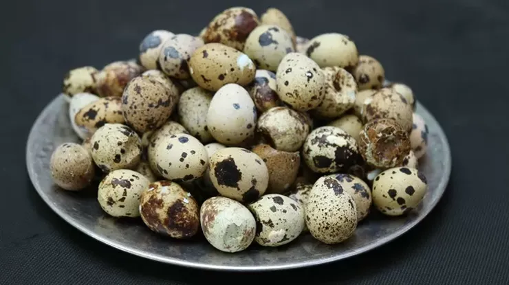 Harga Telur Puyuh Malaysia