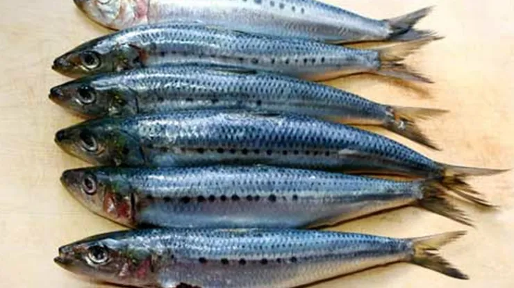 Beza Sardin dan Mackerel