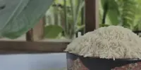 Harga Beras Jasmine Terkini 2026: 1Kg, 5Kg dan 10Kg