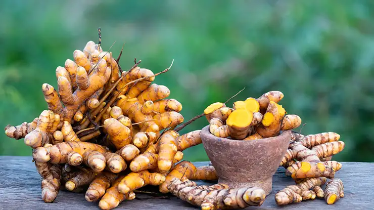 Harga Kunyit Hidup Sekilo