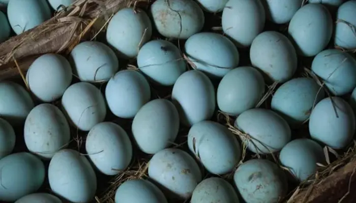 Harga Telur Itik Sebiji dan Sepapan Hari Ini 2026