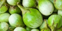 18 Khasiat Terung Pipit dan Kandungan Nutrisi