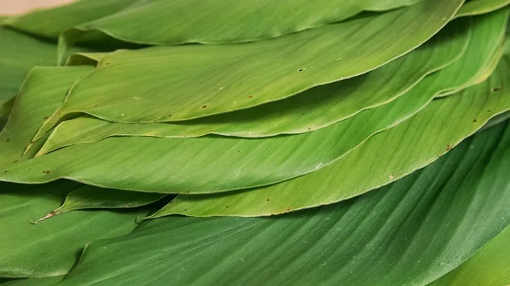 Harga Daun Kunyit di Malaysia