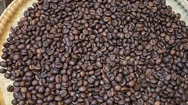 Harga Kopi Tenom Terkini