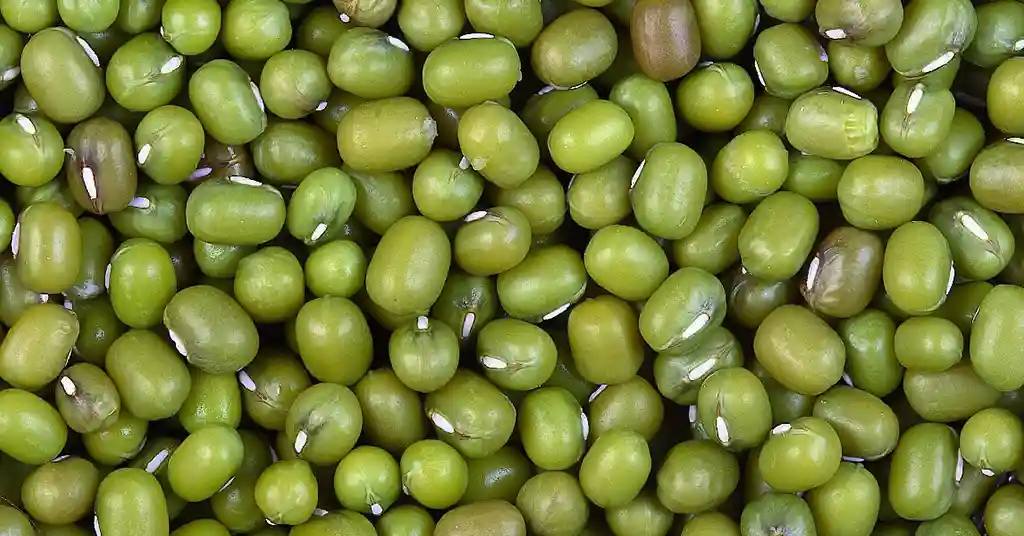 Jenis Kacang Hijau