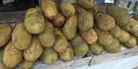 Harga Cempedak Sekilo Segar dan Goreng Terkini 2026