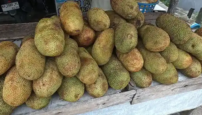 Harga Cempedak Sekilo Segar dan Goreng Terkini 2026