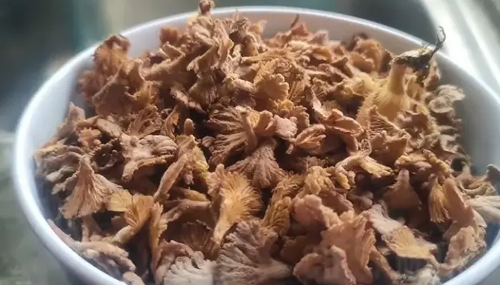 Harga Cendawan Kukur Per Kg dan Per Gram Terkini 2026