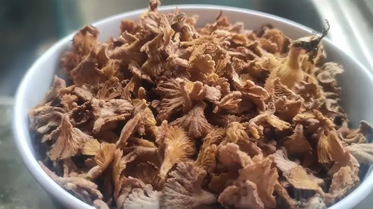 Harga Cendawan Kukur