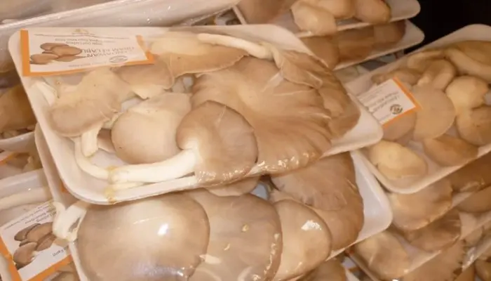 Update Harga Cendawan Tiram di Pasaran Malaysia 2026