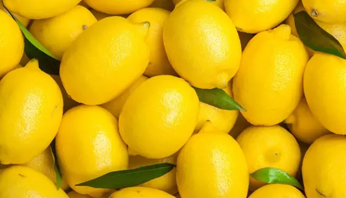 Harga Lemon Sekilo Terkini 2026: Lokal dan Import