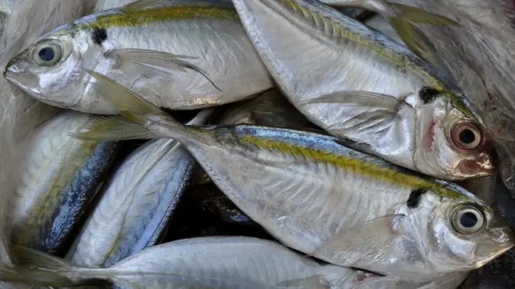 Harga Ikan Selar Terkini di Malaysia