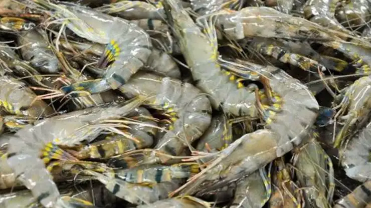 Harga Udang Harimau Sekilo di Malaysia