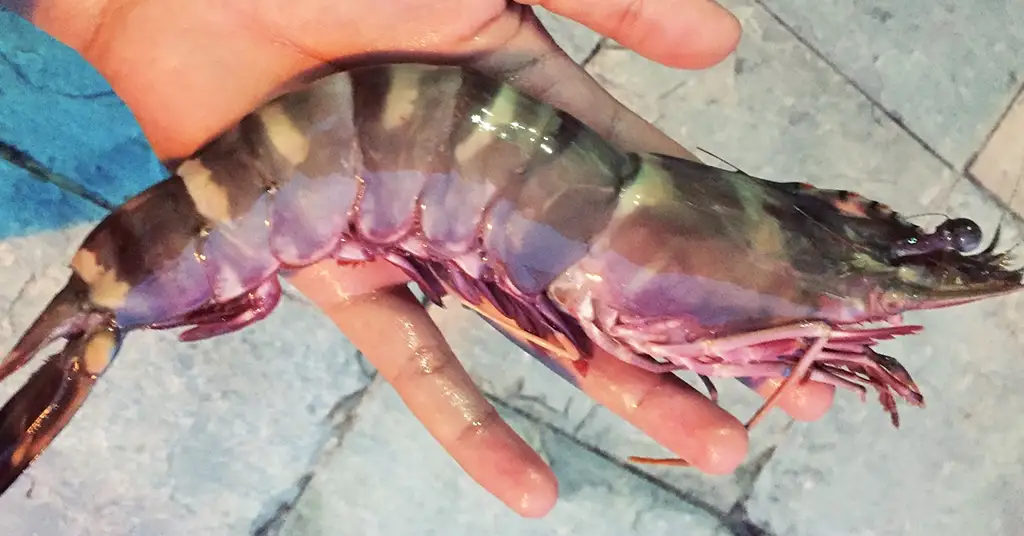Perbandingan Harga Udang Harimau Mengikut Lokasi