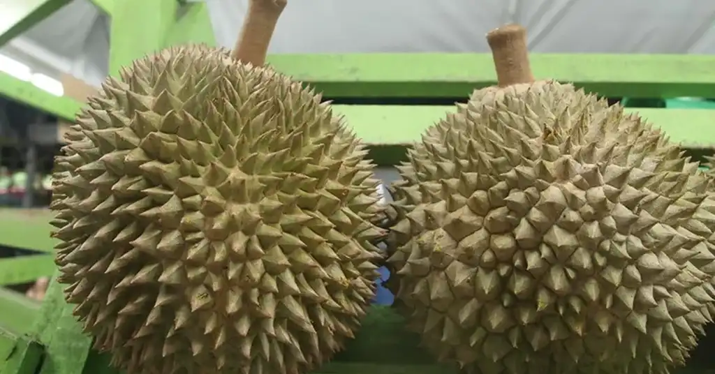 Cara Mengenal Pasti Durian Black Thorn Asli