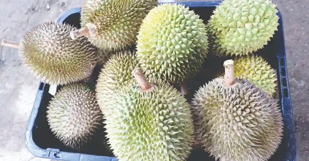 Harga Durian D24 Mengikut Musim di Malaysia